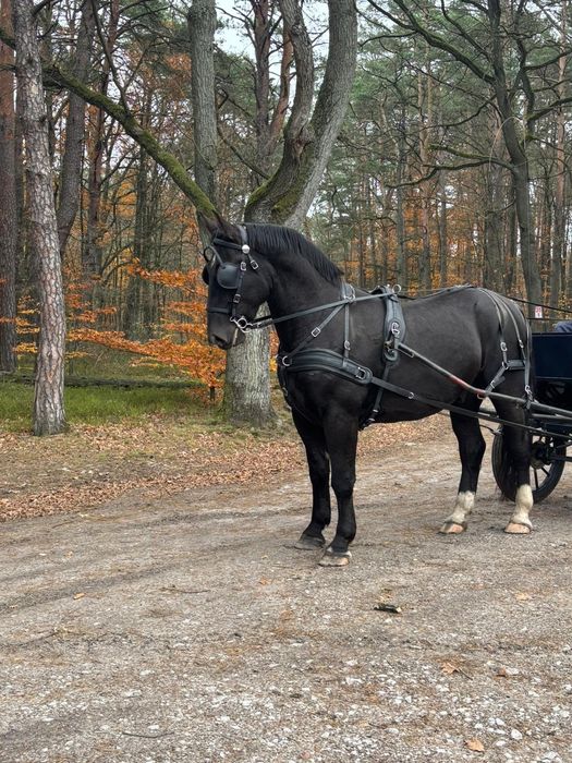 Kary wałach śląski 3 lata