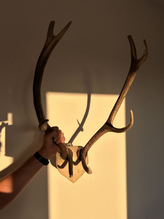 Poroże rogi do zawieszenia na ścianie