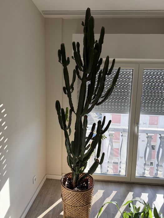 Vendo planta sucolenta