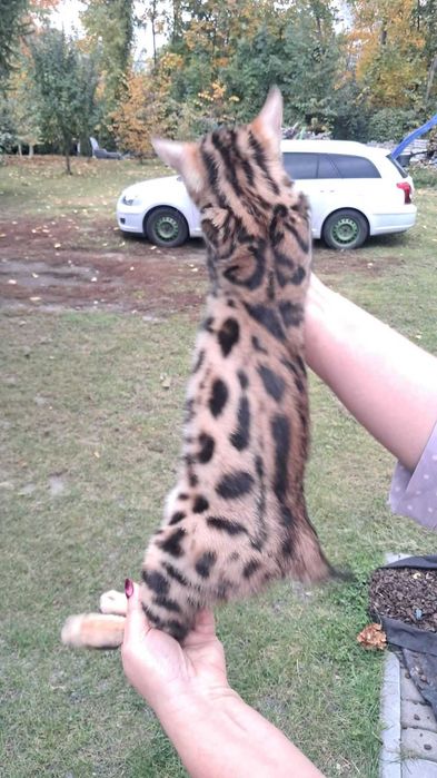 Sprzеdam kotka rasy Bengal