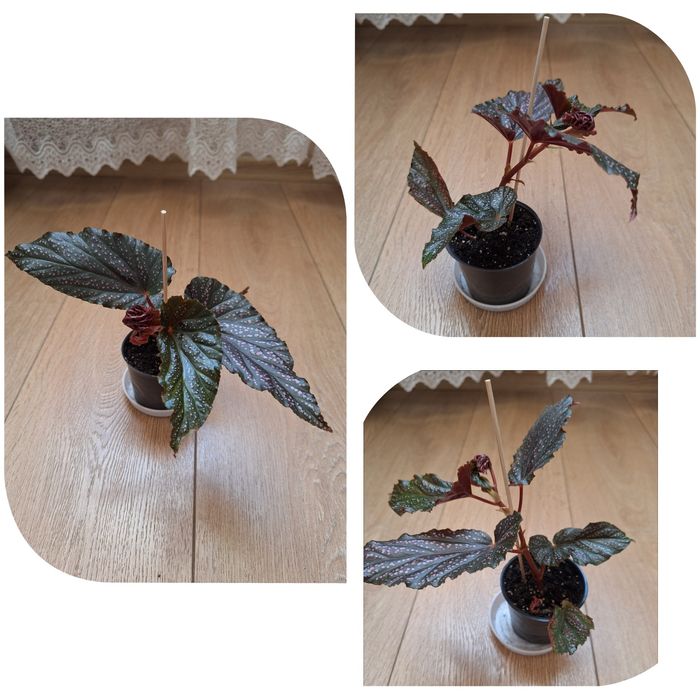 Колеус ,гастерия, сансевиерия , филодендрон