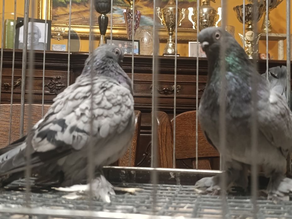 Berliński, berlińskie krótkodziobe, gołębie ozdobne