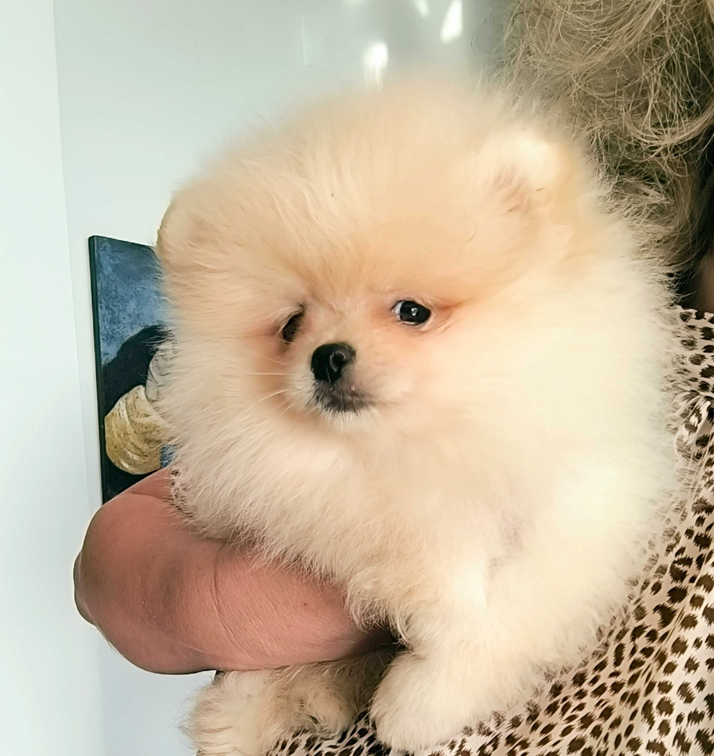 Spitz anão. Lulu da Pomerânia . Menina. Mini Lop e Afixo. Ursinha