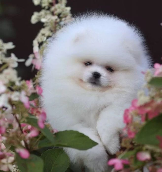 Кнопки мишки мини