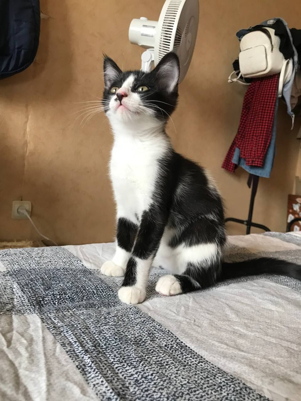 Котята в хорошие руки.