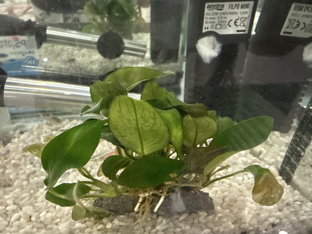 Acessorios aquario