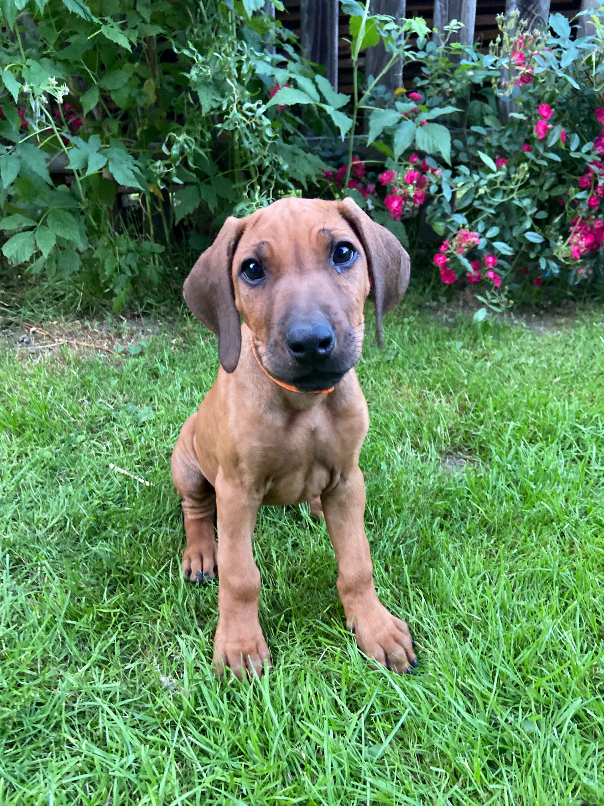 Rhodesian ridgeback