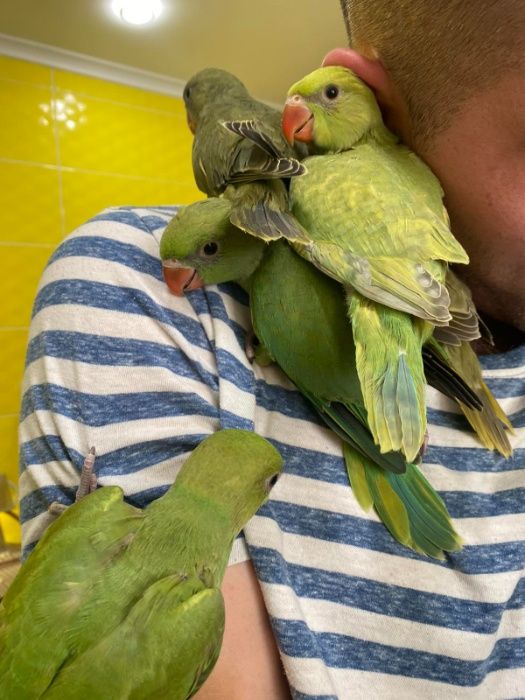 Попугай ожереловый Индийский Зеленый и Оливковый.Ручные ожерелки попуг