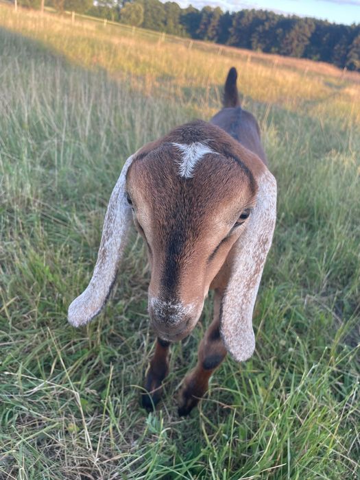 Козел англо нубійський