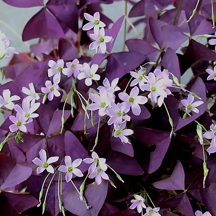 Кислиця трикутна.