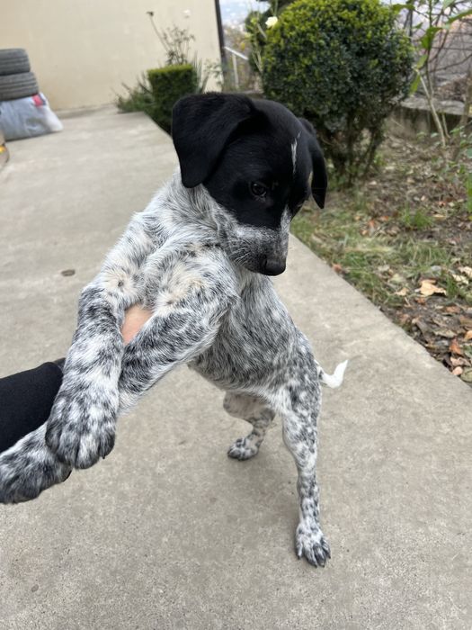 БЕЗКОШТОВНО цуценята мікс курцхаара та лайки