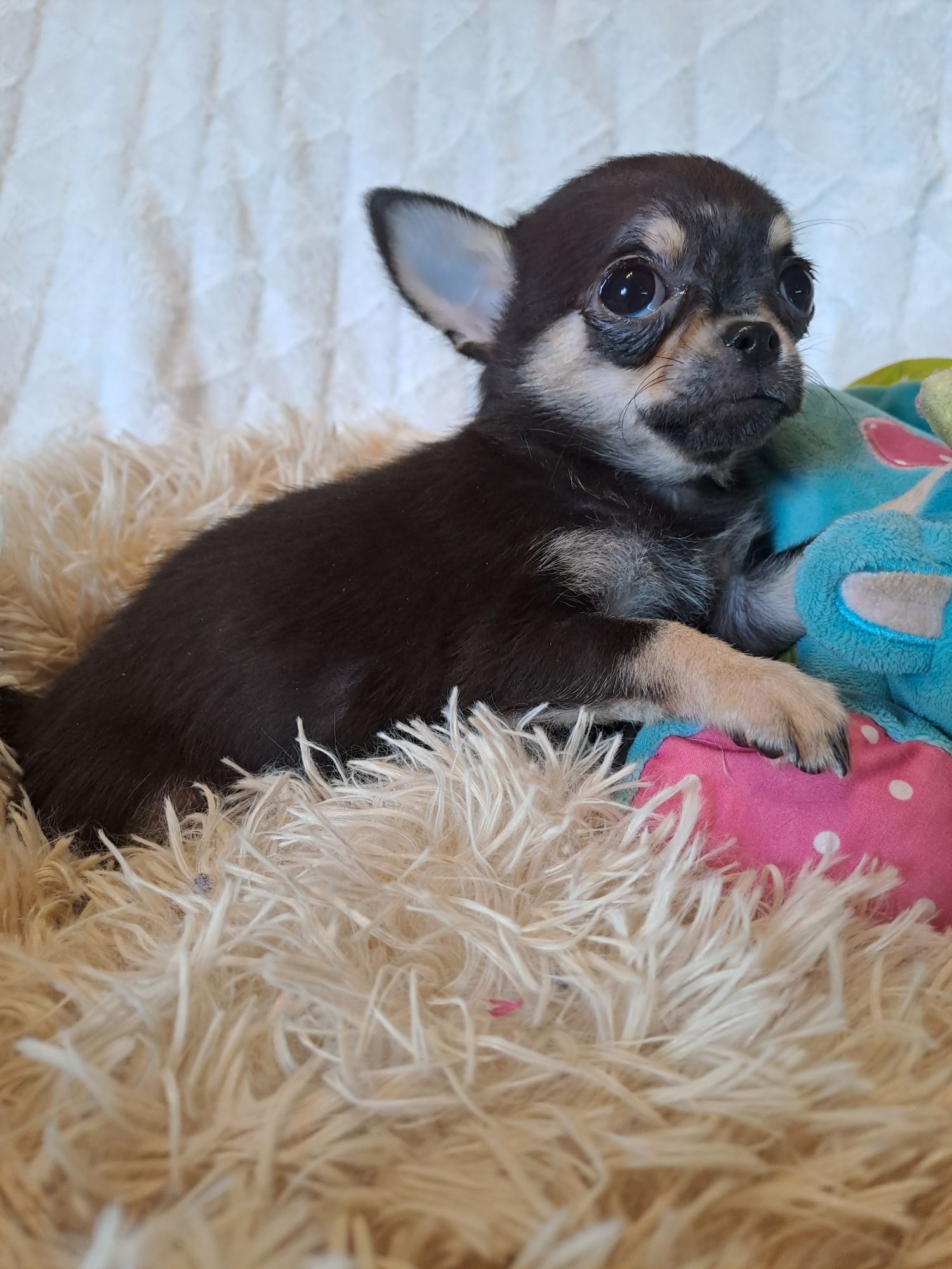 ** SPAYKUŚ**chihuahua xxs black gotowy do odbioru