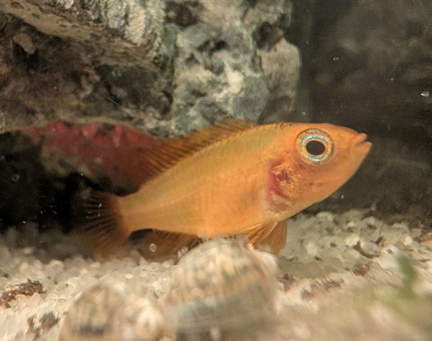 Apistogramma agassizii fire red