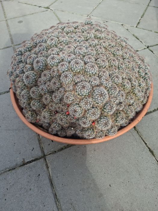 Kaktus Mamilaria.