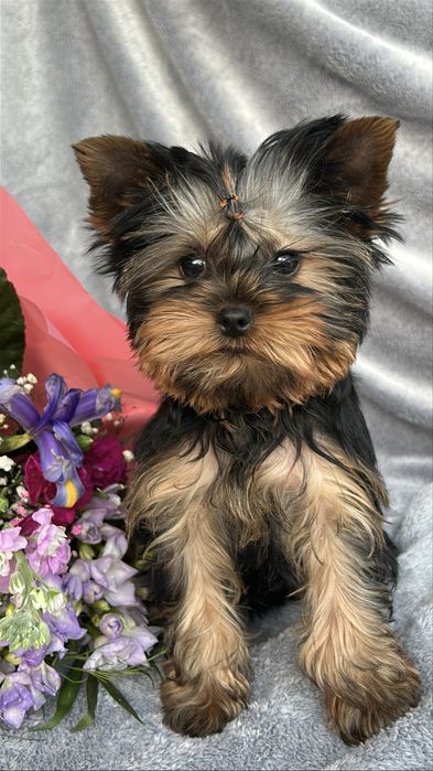 Yorkshire Terrier z rodowódem FCI piesek gotowy do odbioru