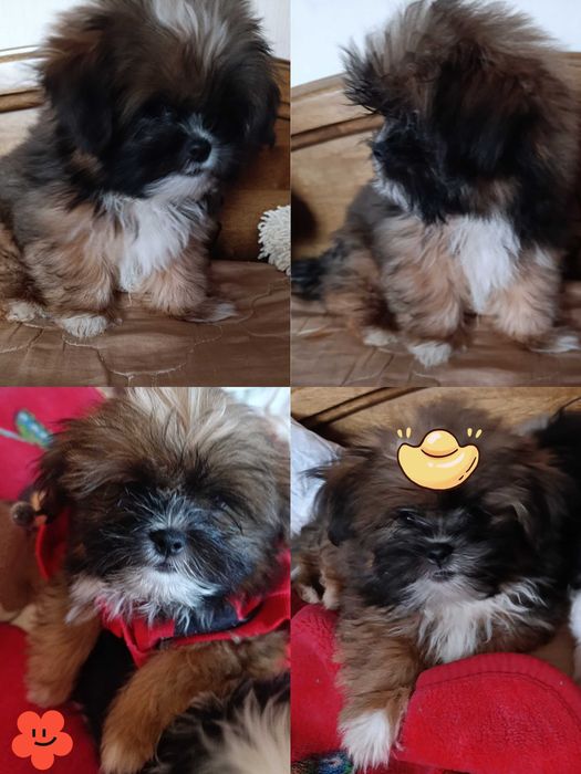 Чудове малятко-хлоп'ятко Ши-тцу, Київ