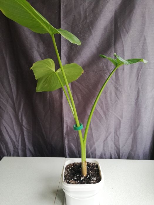 Кімнатні рослини