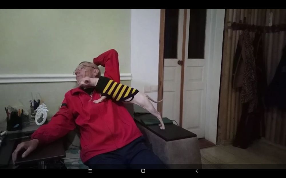 Перетримка собачок та котиків