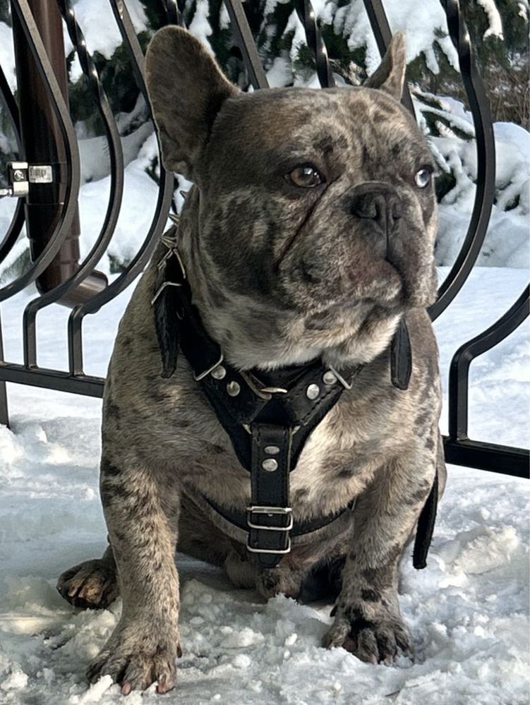 Buldog Francuski