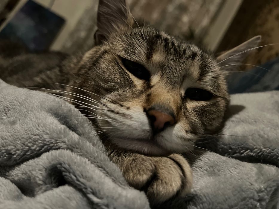 Віддам котика 2 роки в добрі руки безкоштовно , бо їду за кордон