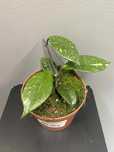 Hoya carnosa stardust Hoja