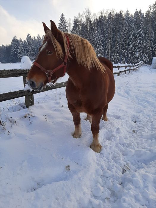Dwie klacze zimnokrwiste. Księga główna.