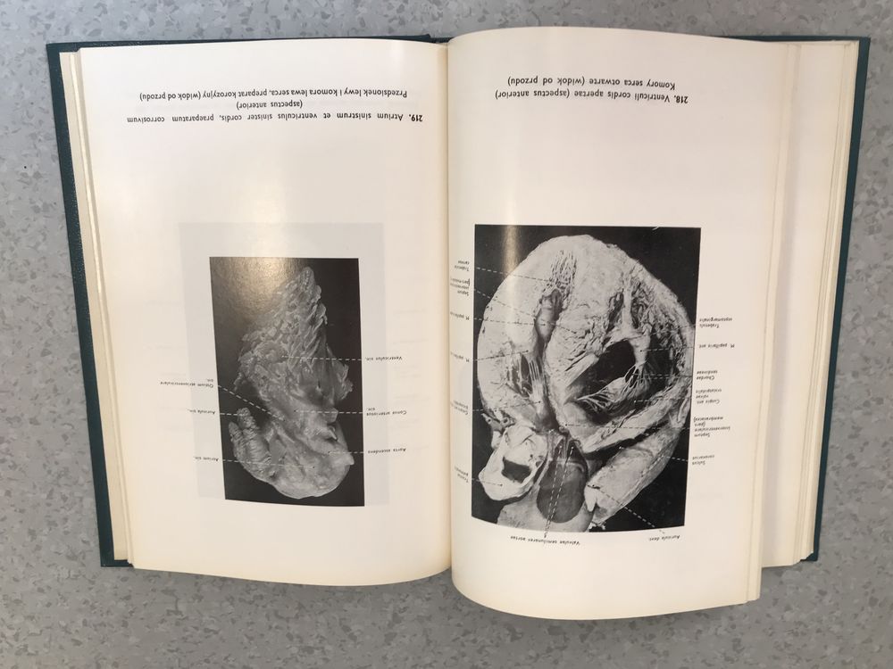 Atlas anatomii człowieka, tom 2 -  Stelmasiak, Osemlak