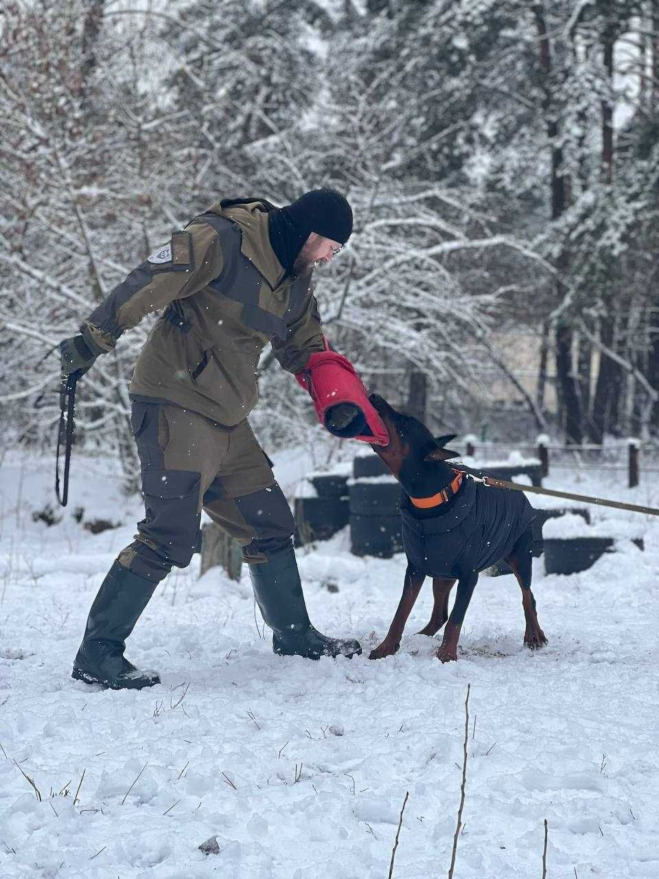 Доберман кобель, случка, вязка