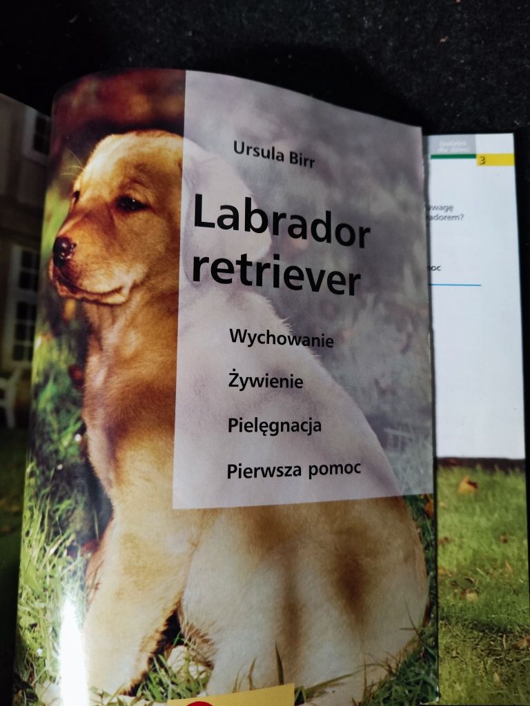 Książka - Labrador retriever / Ursula Birr