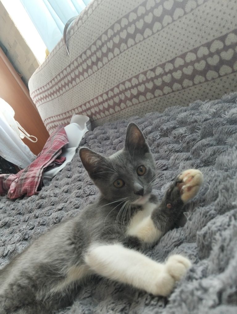 Віддам  котика в хороші руки