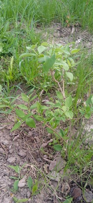 Жасмін жасмин чубушник повноквітковий