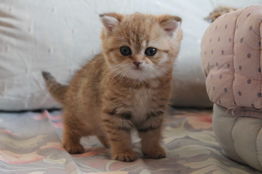 Поціновувачам маляток золотой шиншилли