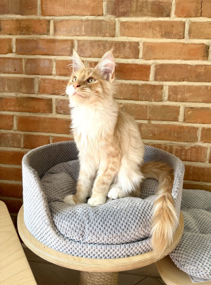 Inari Magnus*PL - kotka rasy Maine Coon gotowa do zmiany domu :)