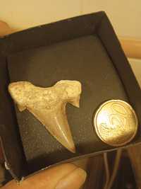 Dente fóssil tubarão