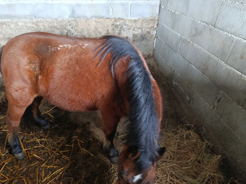 Égua pônei venda ou troco