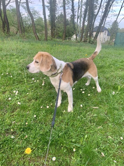 Oddam psa - suczka w typie rasy Beagle