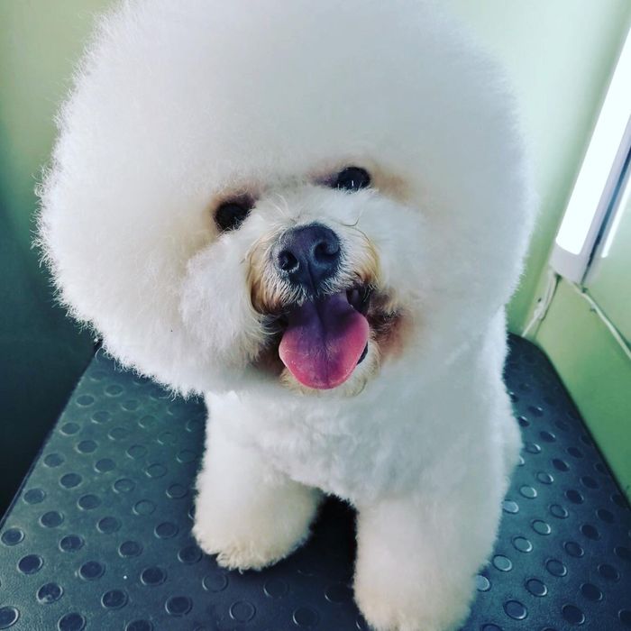 Стрижка собак  . УЗ чистка зубов.Центр города