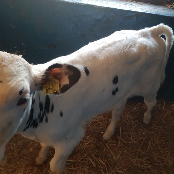 Byczek. Cielak byk mięsny bb 120