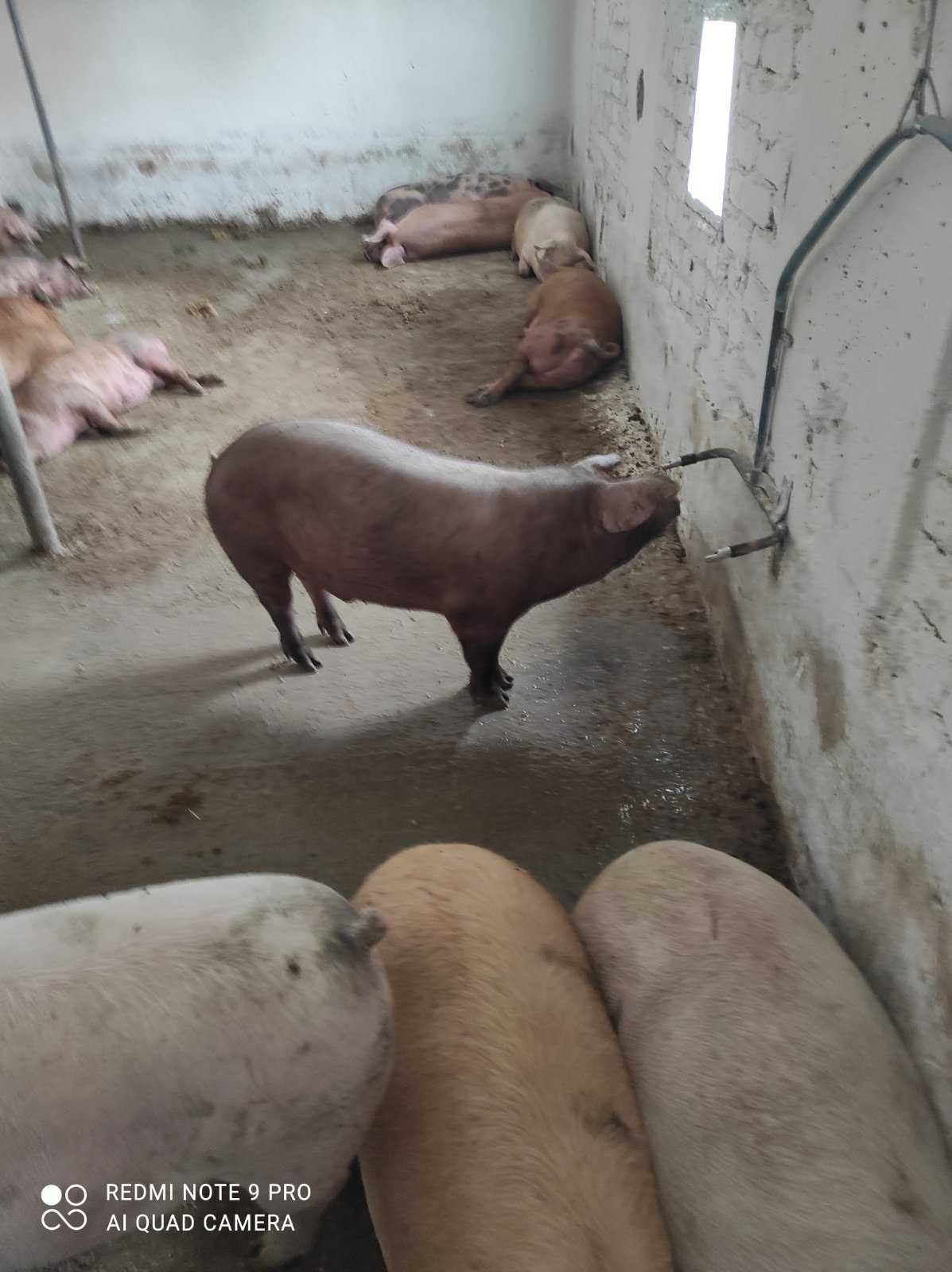 Продаются свиньи живым весом