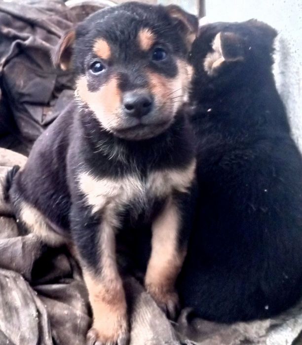 Щенята, собачки,