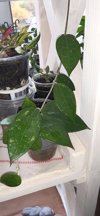 Комнатные цветы хойя, спатифилум, филодендрон