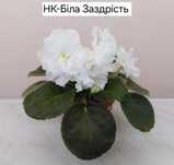 Фиалки, цветущие розетки, детки, черенки