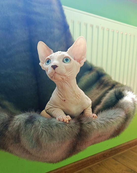 Канадський сфінкс  хлопчик