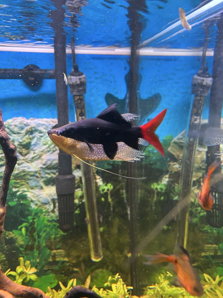 Vendo Tubarão Bicolor