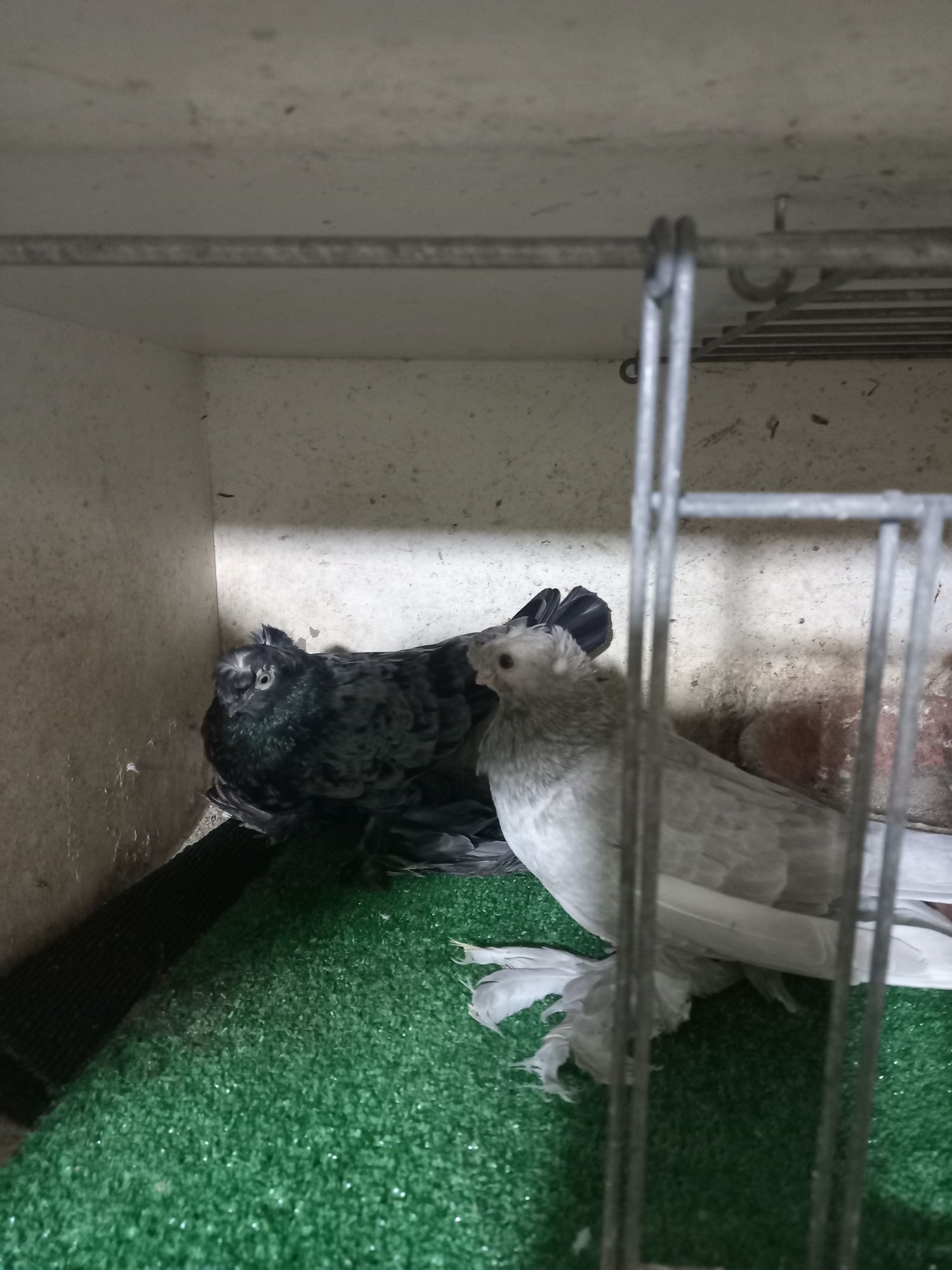 Vendo várias raças de pombos