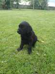 Labrador Retriever piesek