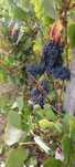Uvas para venda de boa qualidade