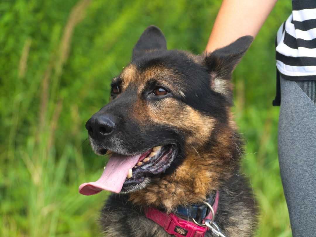 Hades- piękny pies w typie owczarka niemieckiego ADOPCJA