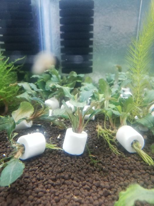 Bucephalandra w ceramice