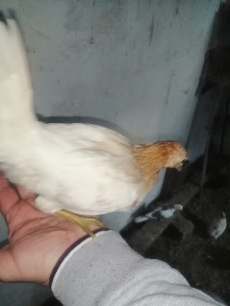 Garnizes machos raça pequenina